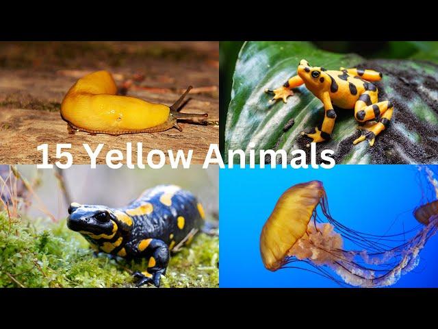 15 Yellow Animals 4k Video | 15 Yellow Animals Ultra HD Video | 15 Yellow Animals in 4K UHDV