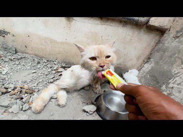 Rescuing a Mother Cat and Her Kittens on the Verge of Heatstroke