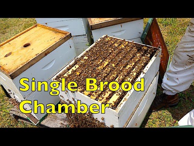 A Problem With Single Story Bee Colonies