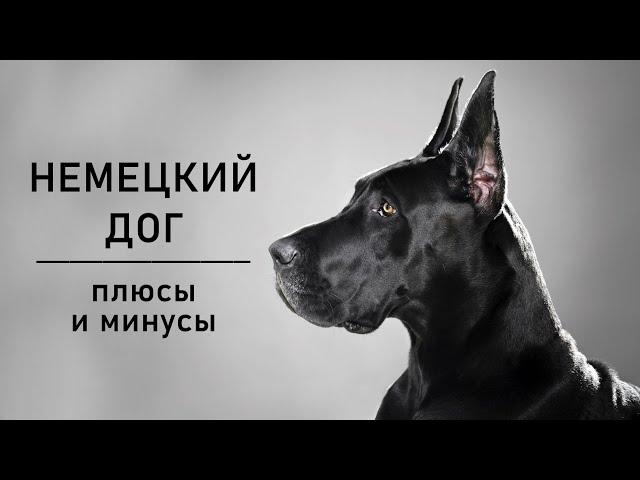 НЕМЕЦКИЙ ДОГ. Плюсы и минусы породы Great Dane