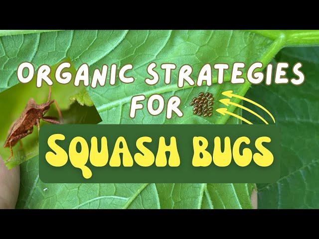 Organic Solutions for Squash Bugs