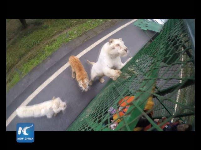 Caged visitors pay to feed tigers, lions at China zoo