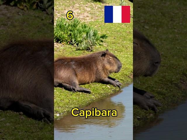    #Capibara en diferentes #idiomas #languages #shorts #capivara #capybara