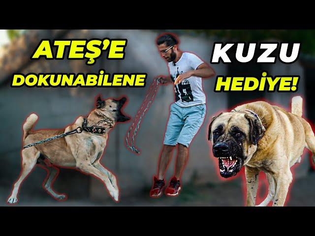 BU KÖPEĞE YAKLAŞMAK İMKANSIZ! (SEVEBİLİRSEM KUZU KAZANACAĞIM)