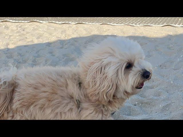 Tedi The Dog With Passport to Travel is live!