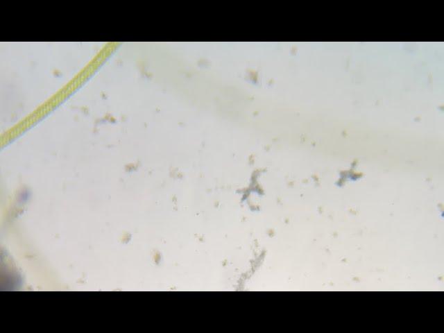 Microscope