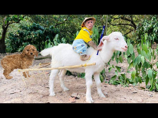 Funniest Animals Video - Best Monkey CUTIS and Goat, DogVideos of 2023 Compilation!