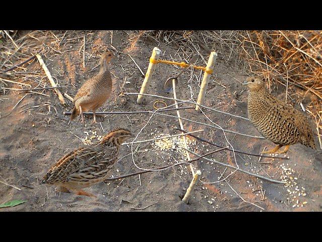 EASY Bird Trap using a Spoon and Rubber band | Kiggundu Family Adventures. #easy_bird_trap