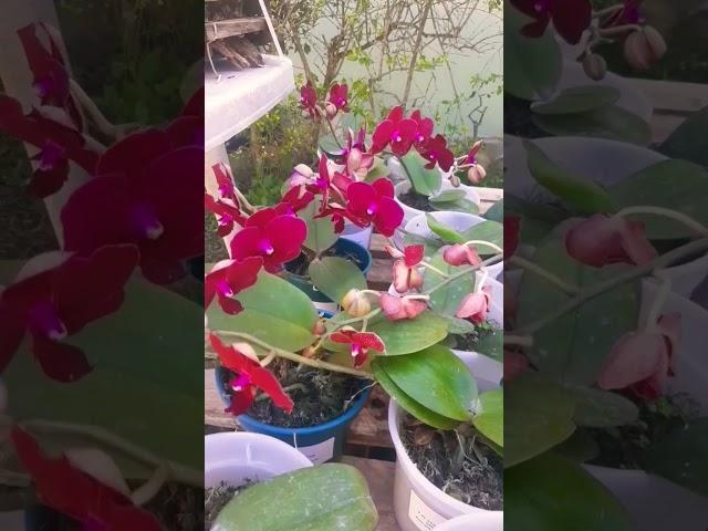 Phalaenopsis vermelha #orquishow #phalaenopsis #orquideas #flores #orchids #natureza #plantas #deus