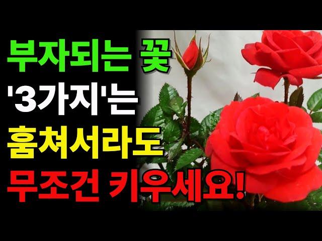 식물풍수 ㅣ 집안에 절대 두면 안 되는 꽃 화분 ㅣ 부잣집도 망하게 하는 식물 ㅣ 재물복 ㅣ 돈복 ㅣ 풍수 ㅣ 꽃 ㅣ 화분 ㅣ꽃화분 ㅣ 풍수지리 인테리어