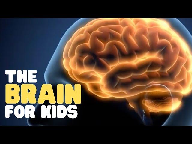 The Brain for Kids | Learn cool facts about the human brain