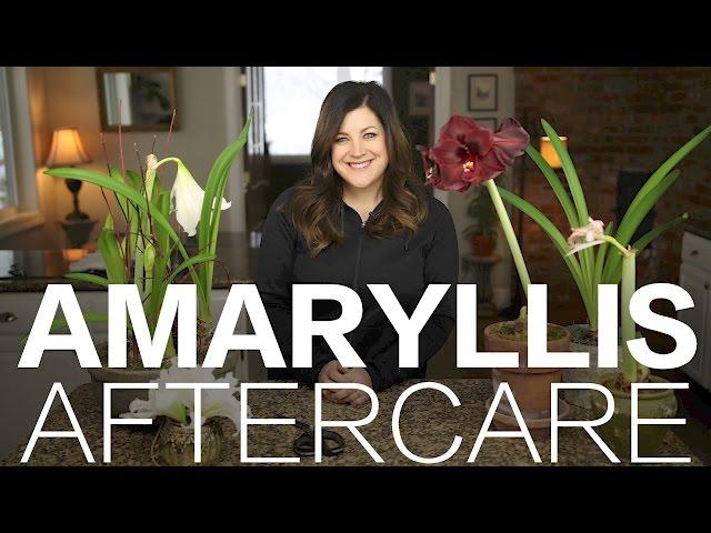 Amaryllis Done Blooming? Here's What to Do // Garden Answer