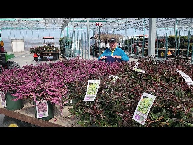 Erica 'Kramer's Red' (Heath) // "Lucky", Easy to Grow, Low Shrub For VALUABLE Early Season Color