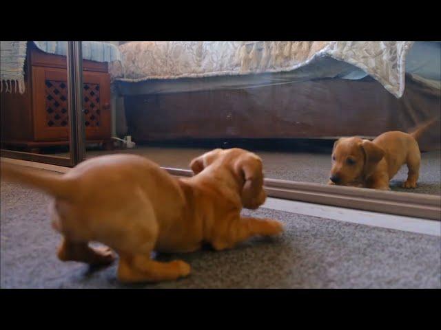 DOGS Will Break Your Heart  FUNNY Dog videos of 2024