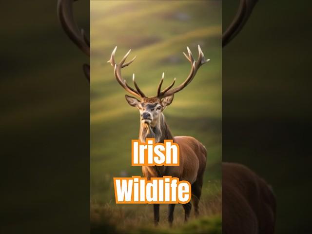 Beautiful Wildlife of Ireland #woodbridgehillcottage #ireland #wildlife #shortsfeed #irishwildlife
