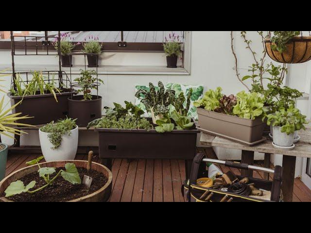 How to Create a Portable Veggie Garden for Small Spaces | Mitre 10 Easy As Garden