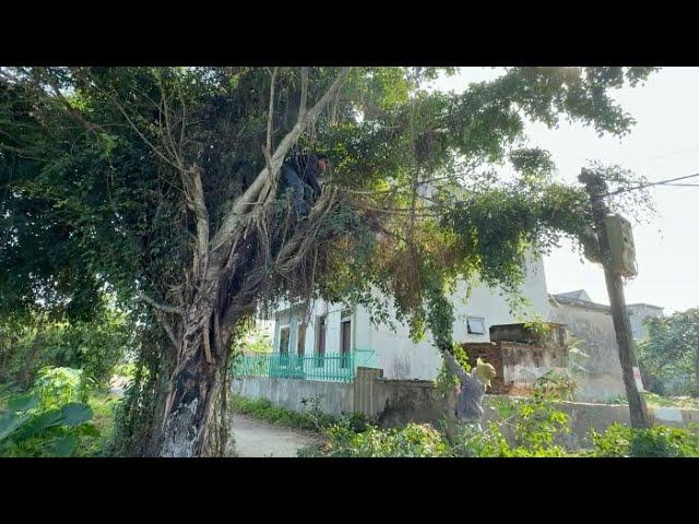 CUTTING DOWN dangerous overgrown trees on the roadside - SUPER FREE HELP