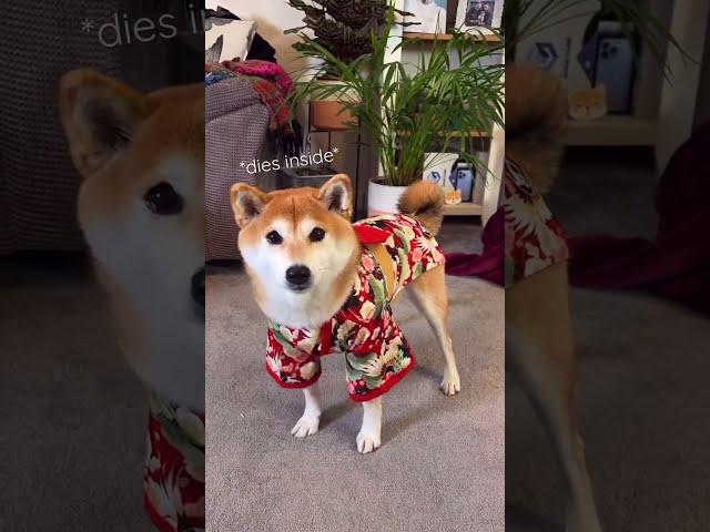 Dog Halloween Costume - Shiba Kimono time! 