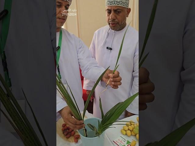 كيف تفرق بين فحول وفسائل النخيل