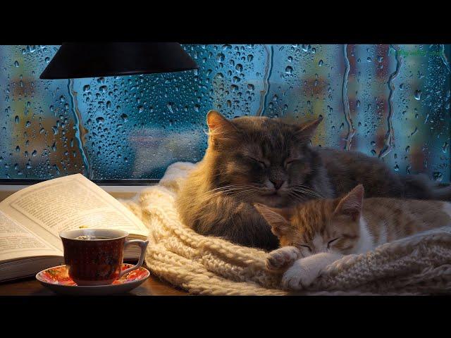 Cat purring sound with light rain outside the window. Comforting sounds for relaxation.