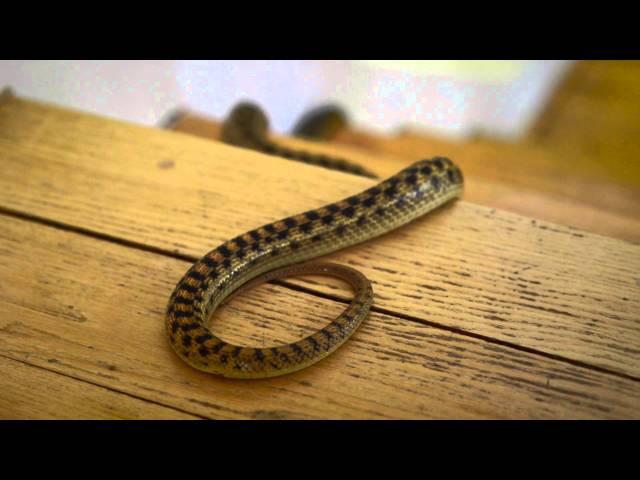 Learn How to Keep Snakes Out of Your House