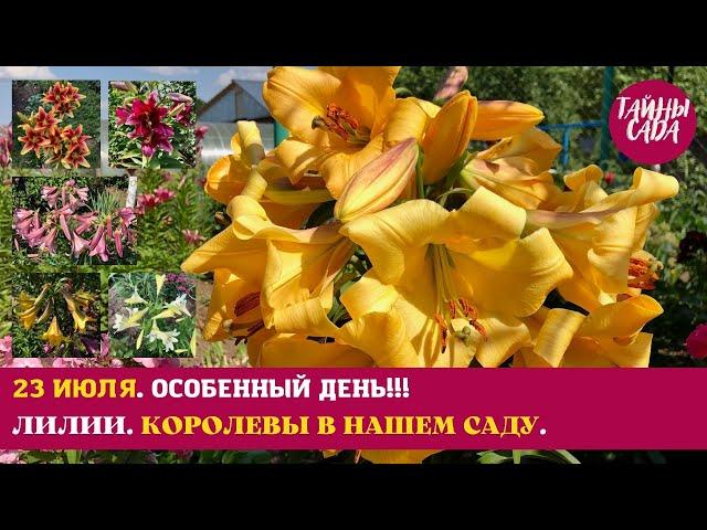 РЕКОМЕНДУЮ ВСЕМ!!! МОИ ЛИЛИИ. КОРОЛЕВЫ В НАШЕМ САДУ. ОБЗОР САМЫХ КРАСИВЫХ. ПРОГУЛКА ПО САДУ В ИЮЛЕ.