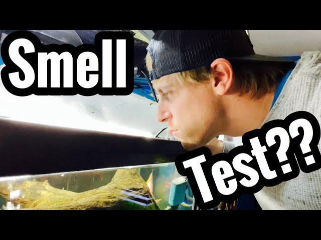 Fish Aquarium Stinks? Water Smells Bad