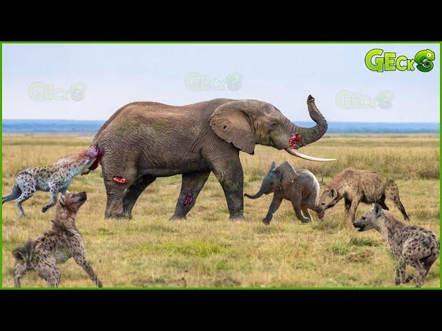 35 Brave Mother Elephant Was Br.utally Bitten By Hyenas To Try Save Baby Elephant