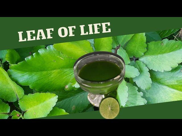 Leaf of Life for COUGHS & COLDS / BENEFITS of Leaf of Life / Earth's Medicine