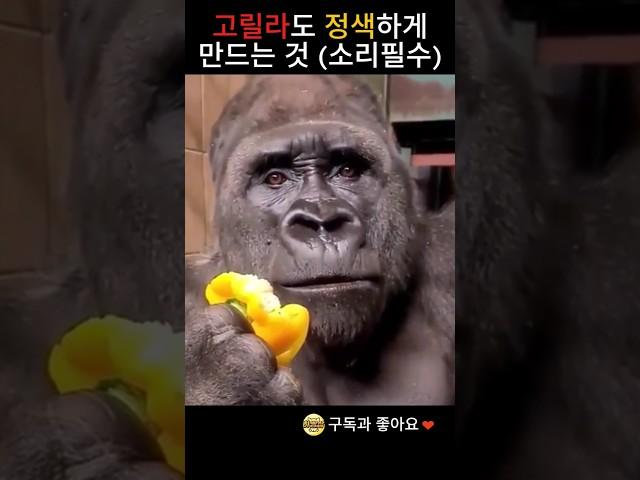 고릴라도 정색하게 만드는 것은?!