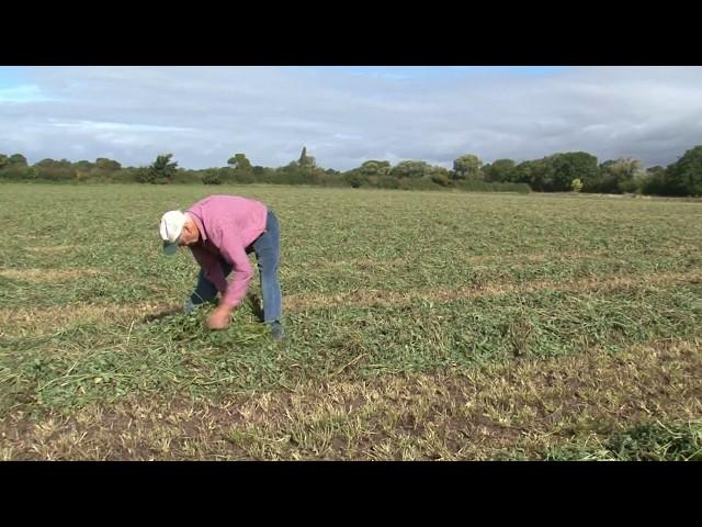 Cotswold Seeds First Hand: Green Manures with Jonathan Boaz