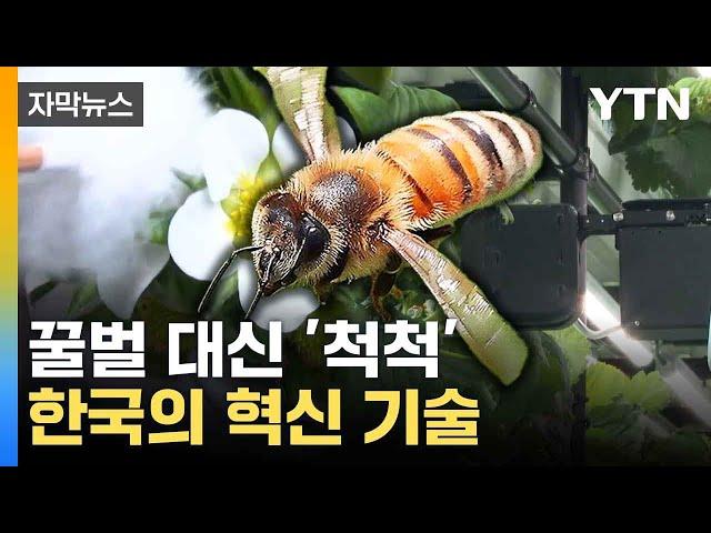 [자막뉴스] 벌들 대신해 수분...세계에 발맞춘 한국 / YTN