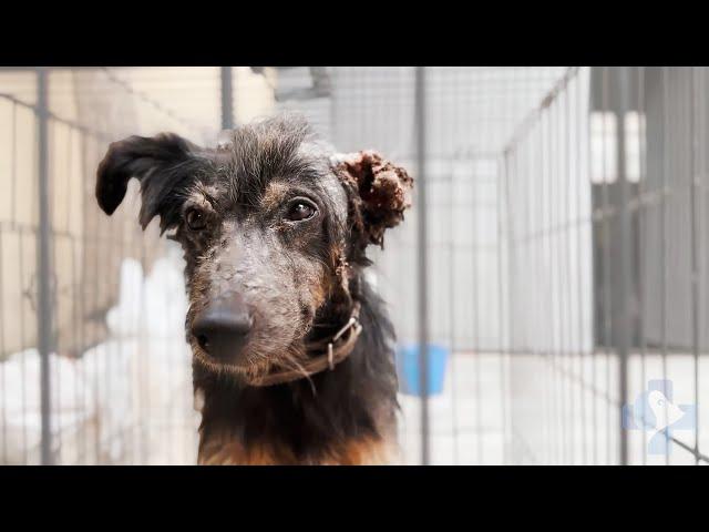 Locked Away So Nobody Could See His Condition This Dog Was Saved By Viktor Larkhill's VET Rescue