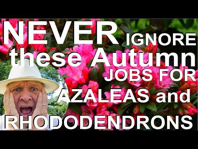 Never Ignore these Autumn Jobs for Rhododendrons and Azaleas