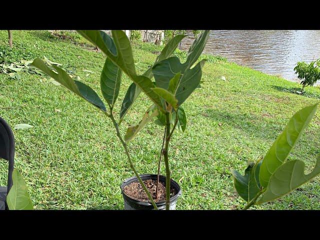 How to graft Jackfruit tree