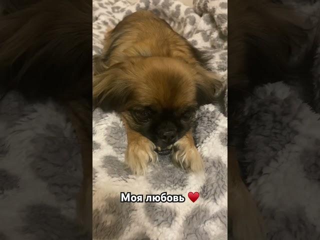 Скоро Тоське 14 лет!Проживи еще долго!!!!#собаки#пекинес#dog #домашниеживотные