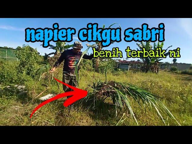 [Episod1232] pak long kumpul benih napier di kebun abah untuk bagi kepada kawan