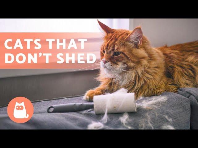 8 CAT BREEDS That SHED the LEAST 