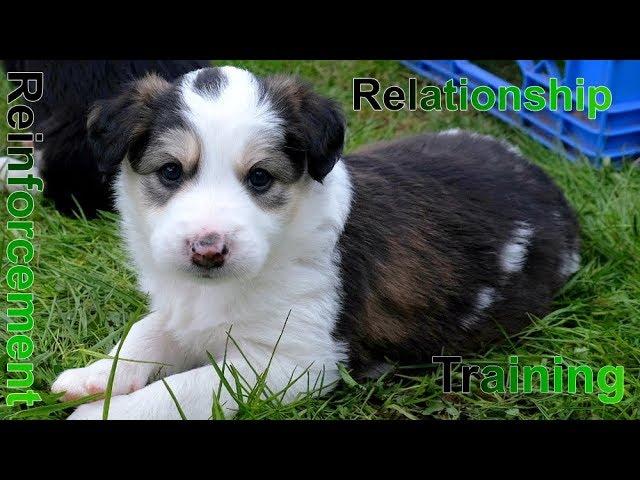 Relationship/Reinforcement Dog Training #dogtraining