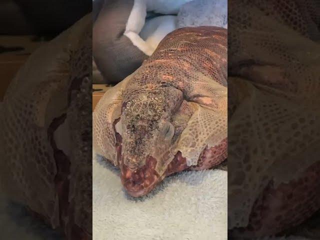 Massive lizard sheds his skin