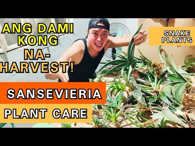 SO MANY SNAKE PLANTS I HARVEST! | SANSEVIERIA PLANT CARE TIPS & PROPAGATIONS