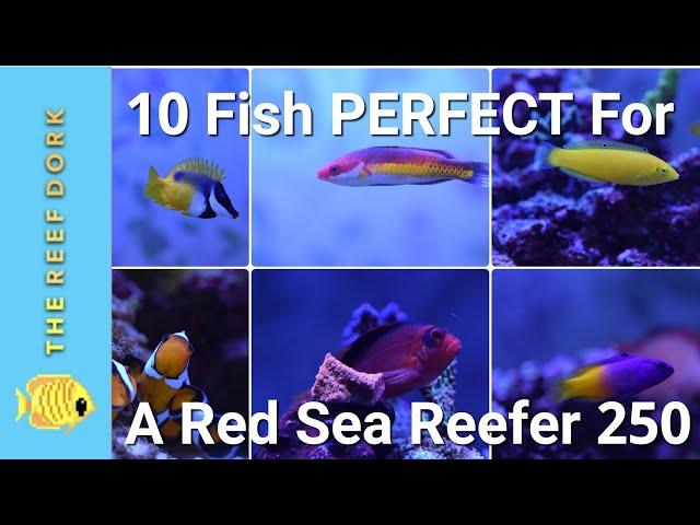 EASY, Reef-Safe, Peaceful Fish For A Red Sea Reefer 250