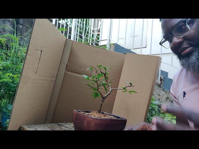 I dreamt of Wrightia Religiosa (Water Jasmine) - Try Bonsai