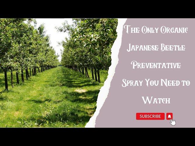 Organic Pest Control | Japanese Beetle Preventative Spray You Need to Watch