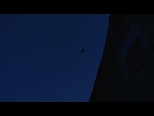 Bat Footage July 31 2022 - Cumberland