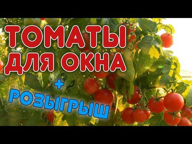 Tomato for growing at home. How to grow a tomato on the windowsill?