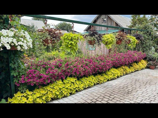 Мой цветущий двор 2024!Красота своими руками! //My garden! Beauty with your hands!