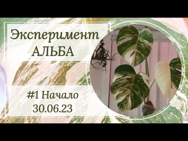 Эксперимент АЛЬБА. #1 Размножение воздушными отводками.