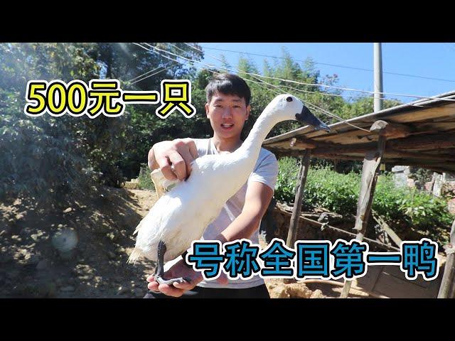 The only medicinal duck in the country, 2.5 catties of ducklings can be sold for 500 yuan