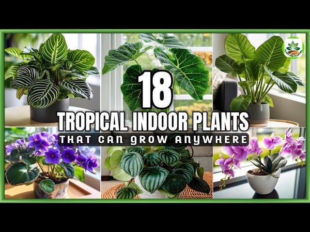 18 Best Indoor Tropical Plants | Indoor Tropical Houseplants | Plant and Planting